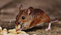 24 Hour & Emergency Exterminators in Sandy Hook, VA